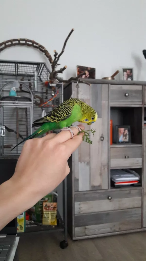 Wellensittich-Bild: Nach ein paar Monaten beschloss Coco mich einfach immer wieder anzufliegen und zu necken ganz dicht über meinem Kopf hinweg zu sausen,... Bis er schließlich auf meiner Hand landete, jedesmal wenn ich seinen Namen rief. :)