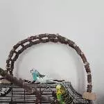 Pico und Coco beim Freiflug