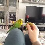 Coco auf meinem Knie