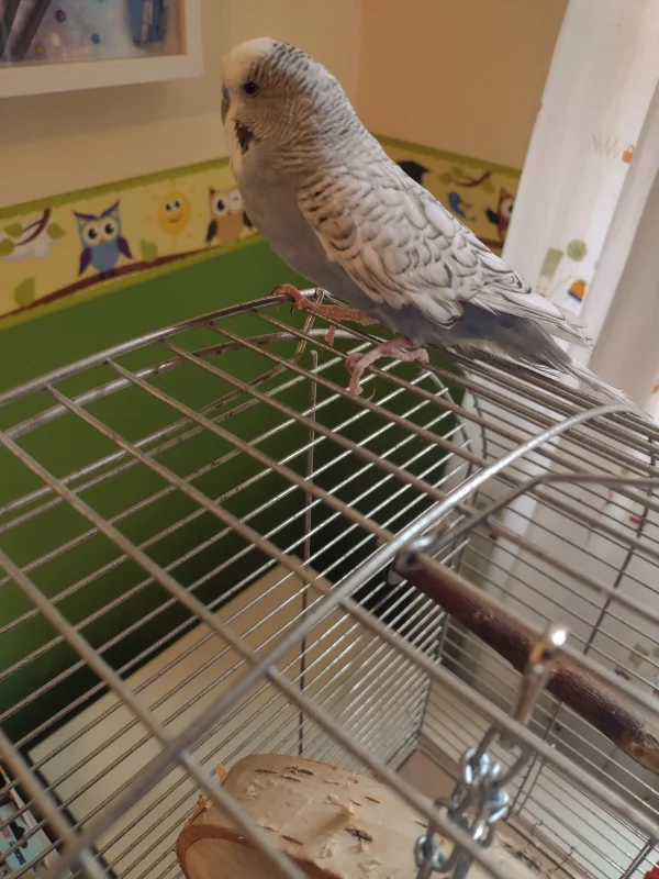 Wellensittich-Bild: im Quarantäe Zimmer auf dem alten Quarantäne Käfig