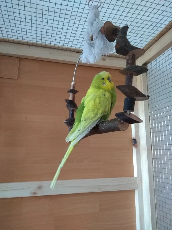 Wellensittich-Bild: Unser kleiner Tierheim Schatz hat endlich wieder wunderschöne Schwanzfedern :)
