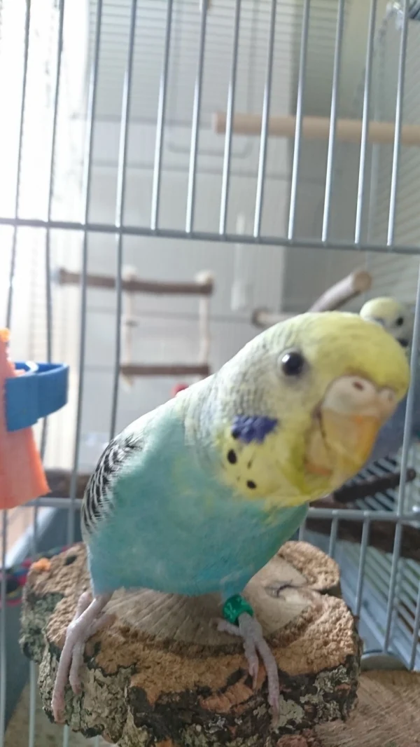 Wellensittich-Bild: Nala beäugt ganz fasziniert diese komische Teil in meiner Hand, mit dem ich ihr immer vor dem Schnabel herumfuchtle . 