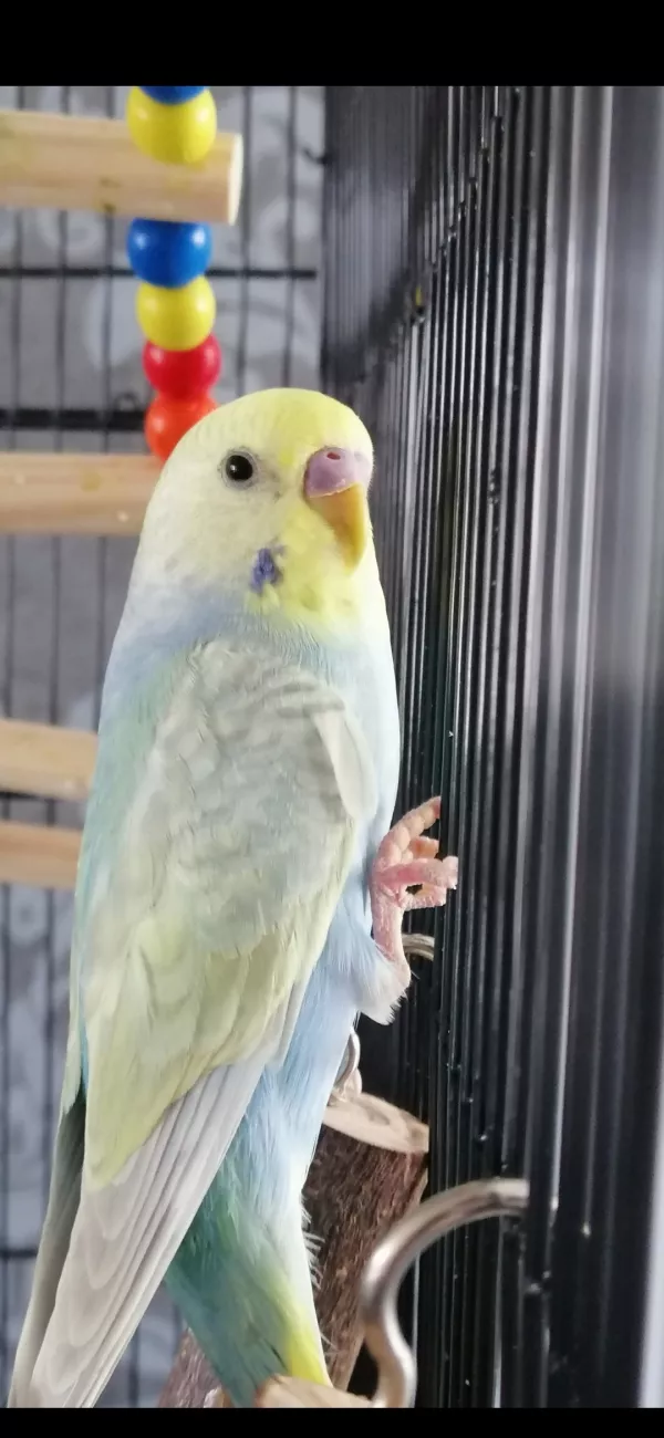 Wellensittich-Bild: Sein Name ist Limon (Zitrone) und er ist 7 Wochen alt :)