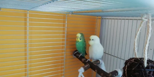 Wellensittich-Bild: Sunny und Charlie auf ihrem Lieblingsast. 