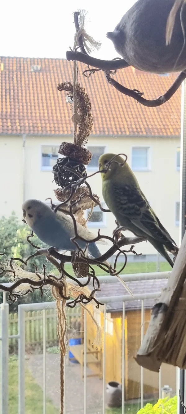 Wellensittich-Bild: viel los draussen