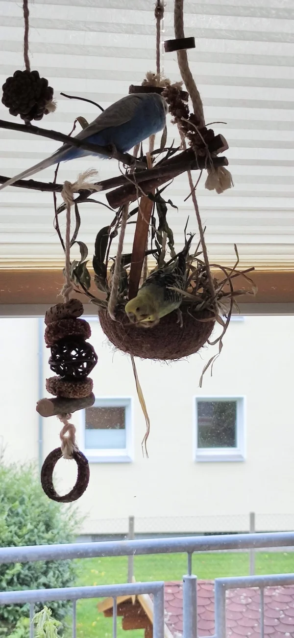Wellensittich-Bild: Und wieder fliegt was runter