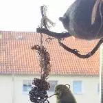 Sie lieben den Ausguck