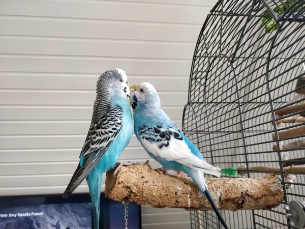 Wellensittich-Bild: Koko und Fred beim Schnäbeln