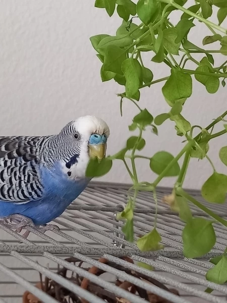 Wellensittich-Bild: Joschi ist schon 14 Jahre alt, er frisst mit Vorliebe deine Vogelmiere.