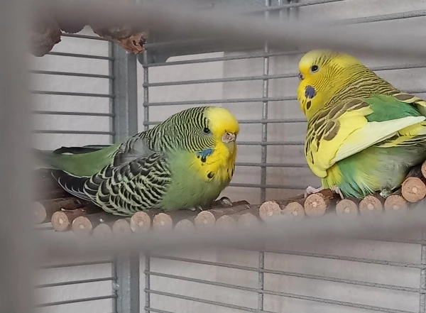 Wellensittich-Bild: Bonnie und Josie, zwei Hennen die sich sehr gut verstehen.  Bonnie musste ihren BubiBlue Josie überlassen,  denn dieser hatte sich schockverliebt in Josie, bei der Vergesellschaftung meiner 4 Wellis. Heute sind die Damen echte Girlfriends forever.