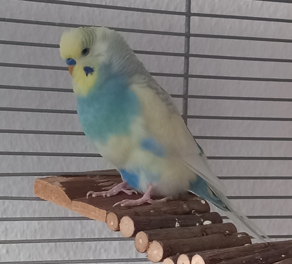 BubiBlue das Flauschpaket