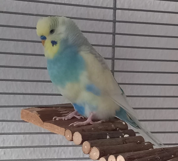 Wellensittich-Bild: Der flauschige BubiBlue sieht aus wie ein Wölkchen. Ganz im Gegensatz zu seinem Charakter. Quasselstrippe und Balzkönig in einem.  Aus ihm hätte man zwei Wellis machen können. Bonnie und Josie werden heiß beschnäbelt und gekrault.