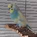 BubiBlue das Flauschpaket