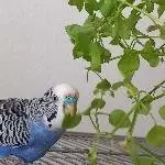 Joschi frisst seine Vogelmiere