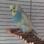 BubiBlue das Flauschpaket
