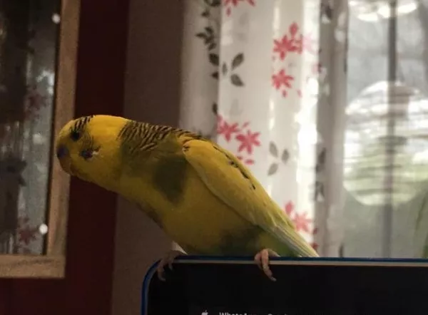 Wellensittich-Bild: Louis hat sich jetzt auch mal getraut auf menem PC zu landen, suspekt bin ich ihm aber trotzdem ;)