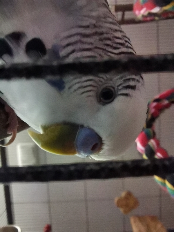 Henry