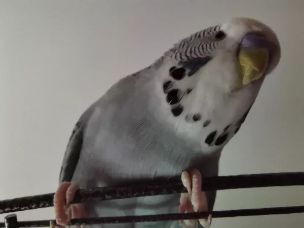 Wellensittich-Bild: Wie kann man nur so fotogen sein?!