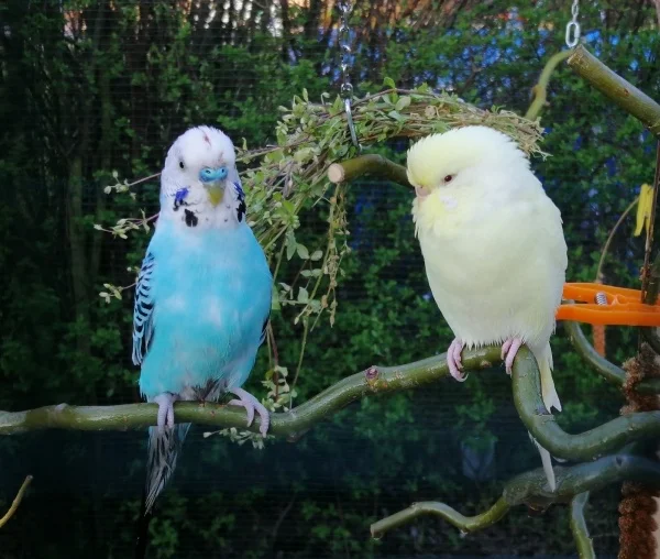 Wellensittich-Bild: Olaf: alter Schwede der guckt immer so
Hildegard: Man merkt das du neu bist 