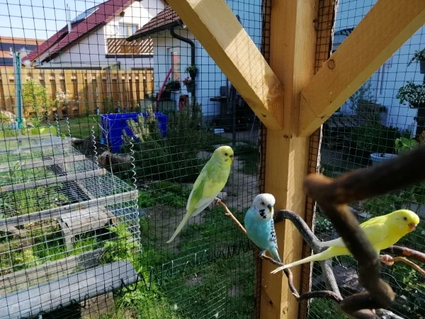 Wellensittich-Bild: Die 3 vom Ast 