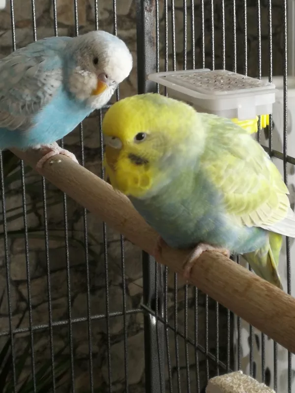 Wellensittich-Bild: Hier sind 2 meiner 6, Geschlechter unbekannt,Farbschlag egal, lieb und wahre gern Flieger  Quatscher 