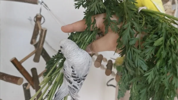 Wellensittich-Bild: Wenn Mama Möhrengrün in der Hand hat - dann gibt es kein halten mehr! :) Da wird gefuttert und rumgeturnt was das Zeug hält :) 
