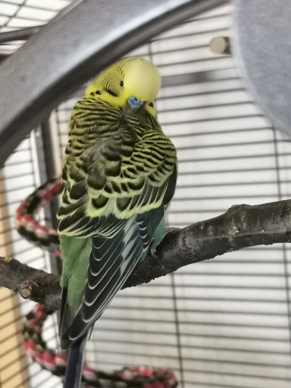 Wellensittich-Bild: Tja, der Welli-Hahn von Welt achtet natürlich auf sein äußeres - Diese Paparazzi sind überall! :) 