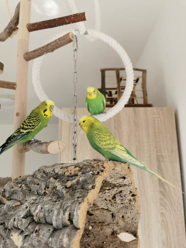 Wellensittich-Bild: Alle grünen Wellis aus unserem Schwarm zusammen :) Lemon, Piper und Aya