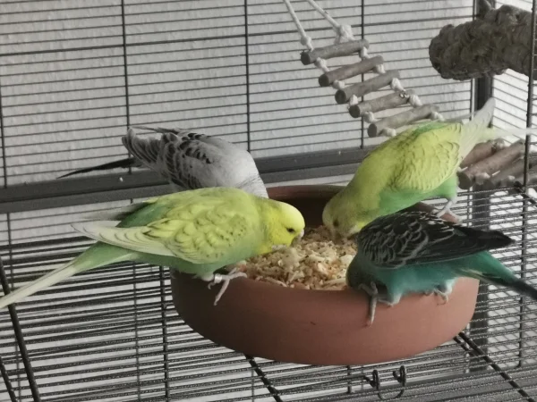 Wellensittich-Bild: Hmmm, das schmeckt :) 