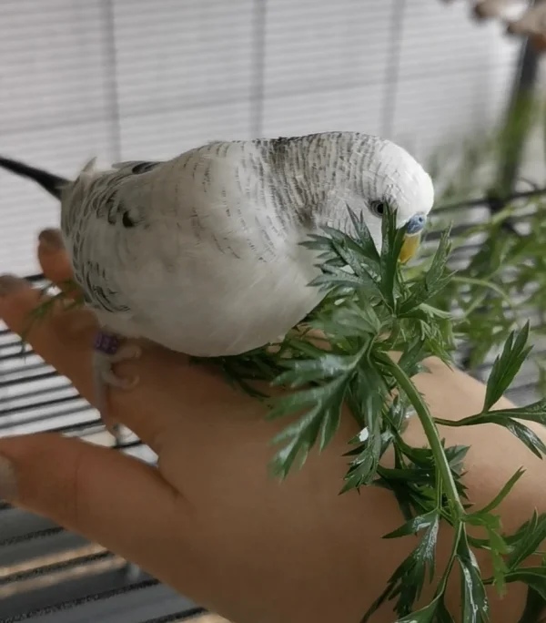 Wellensittich-Bild: Von Anfang an war er zahm und ist zu mir auf die Hand gekommen.. Ohne das ihm das beigebracht wurde :) für mich ist er was ganz besonderes :) 