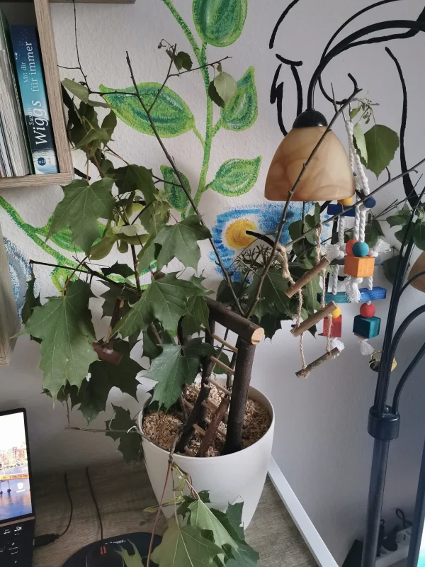 Wellensittich-Bild: Da unsere beiden hübschen die stehlampe neben dem Schreibtisch so lieben, haben wir kurzerhand einen Spielplatz dort errichtet :) mit naturhölzern und Spielzeug. Mal sehen wie die beiden das finden werden :) 