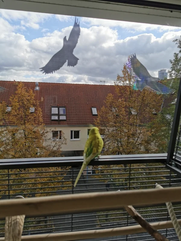 Wellensittich-Bild: Jaja, Aya hat alles immer genau im Blick:) 