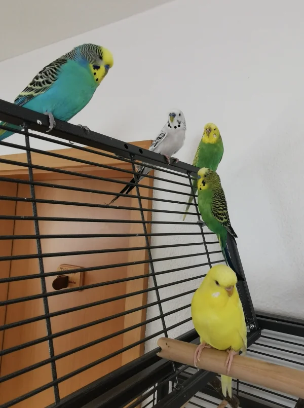 Wellensittich-Bild: Loki integriert sich wirklich toll, auch wenn alle noch etwas schüchtern sind. Farblich bringt ernaturlich auch was in den Schwarm :) 
