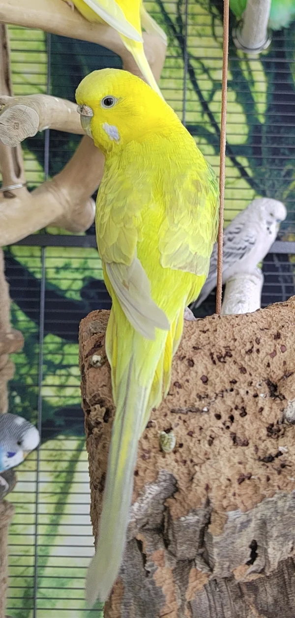 Wellensittich-Bild: Die neue Dame in unserer Runde :) auch wenn dir ein halber Flügel fehlt: Du bist wunderschön :) eine richtige kleine Kämpferin, die  die Operation gut überstanden hat :) 