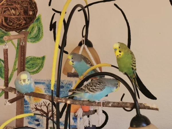 Wellensittich-Bild: Es ist so schön sie zusammen zu beobachten. Wir haben unsere Schätze so lieb :) 