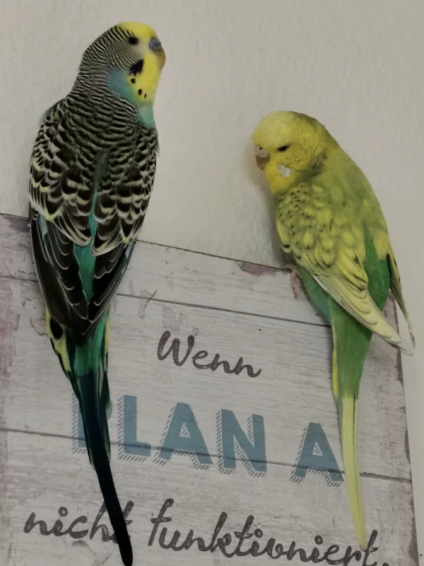 Wellensittich-Bild: So ein Bild an der Wand bietet scheinbar echt tolle klettermöglichkeiten :) 