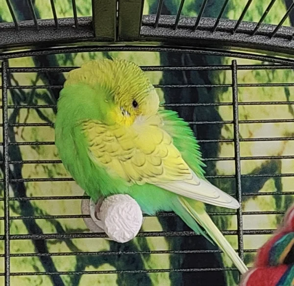 Wellensittich-Bild: So anstrengend.. Schlaf gut und ruh dich schön aus Aya :) 