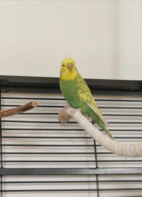 Wellensittich-Bild: Piper schaut, als würde sie fragen was ich denn von ihr möchte :) Nun, ich mag sie nur anschauen :) ich finde sie so wunderschön :) 