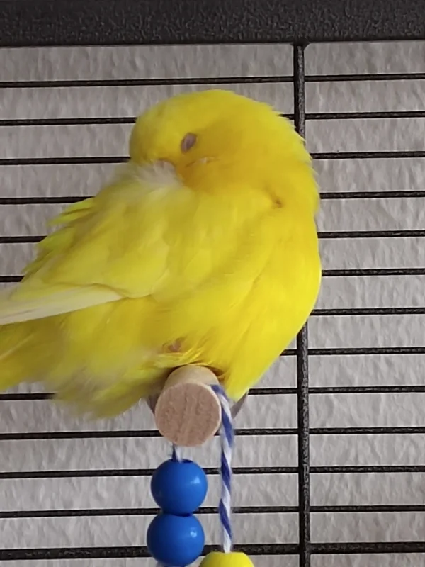 Wellensittich-Bild: Träum schön Mäuschen :) 