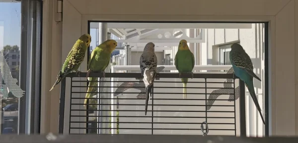 Wellensittich-Bild: Der Schwarm besteht zwar eigentlich aus 8 Wellis, aber hier sitzen von links nach rechts:
Lemon, Piper, Loki, Aya, Maxi 