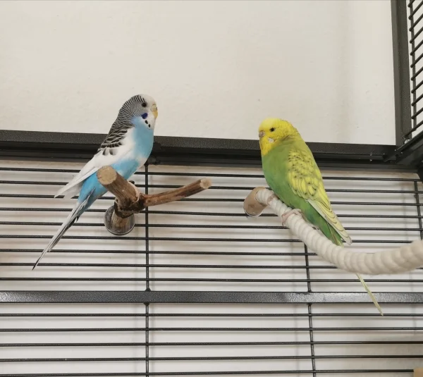 Wellensittich-Bild: Piper, unsere Alpha-Henne, duldet eigentlich niemanden in ihrer Nähe, wenn sie ihre Ruhezeit hat (außer vielleicht ihren Hahn Maxi). Auch so sorgt sie im Schwarm dafür, dass alle wissen das sie das Sagen hat. Aber bei Feh ist sie tatsächlich immer sehr nachsichtig und sanft. Ist wirklich sehr schön anzusehen :) 
