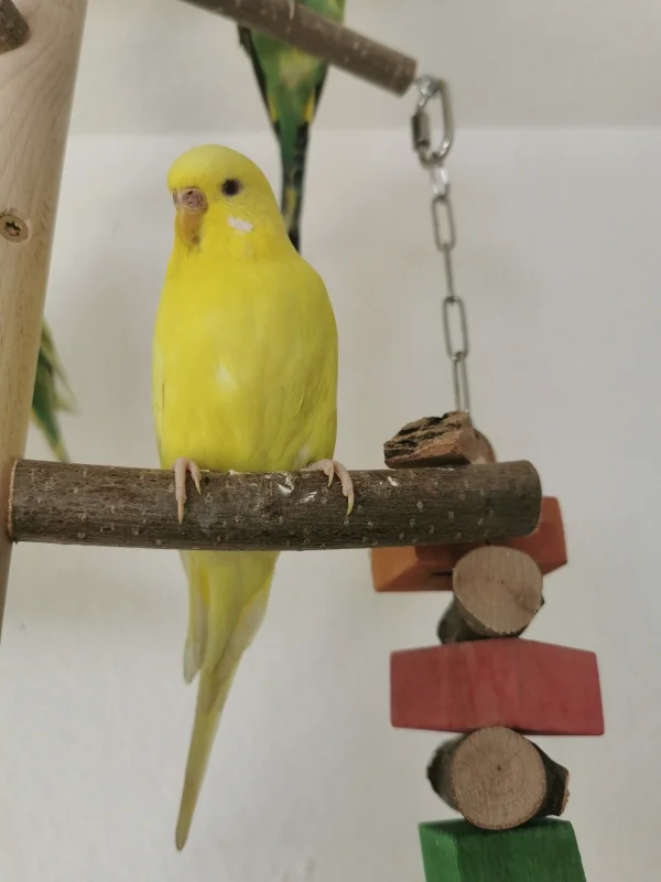 Wellensittich-Bild: Unsere kleine Sunny genießt das schöne Wetter :) 