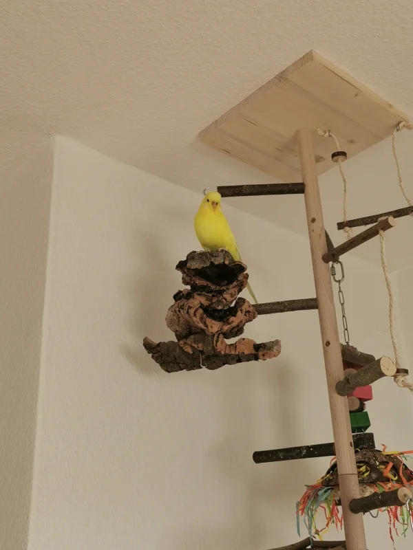 Wellensittich-Bild: Unsere Sunny sitzt ganz oben auf der Kork-Kette und überblickt ihr zu Hause. Wie hübsch sie ist, unsere Sonne :) 