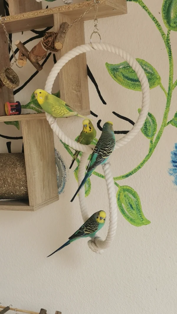 Wellensittich-Bild: Unsere Alpha Henne Piper ist mit den drei Jungs unterwegs :)