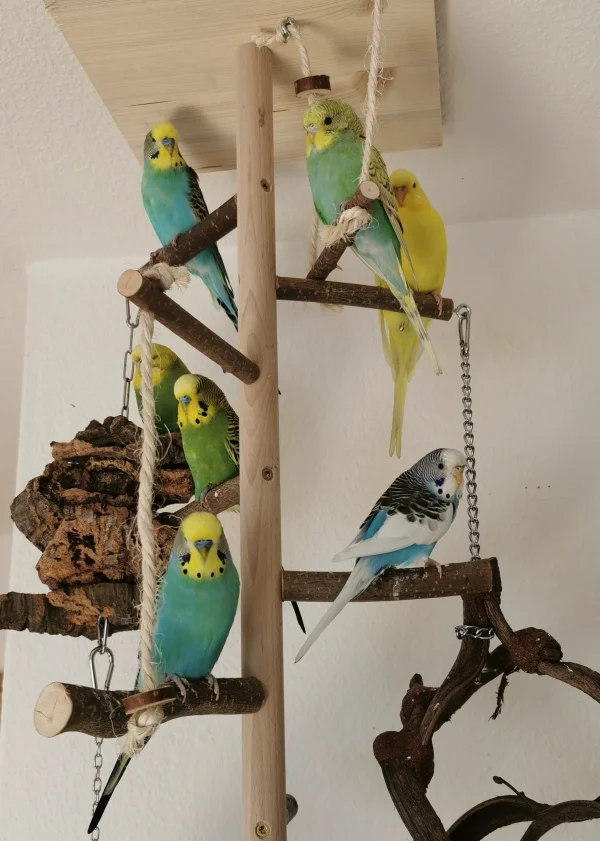 Wellensittich-Bild: Tja was sollen wir sagen.. Mit Aya sind es nun sieben. Wir lieben sie einfach :) 