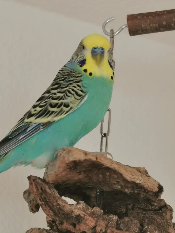Wellensittich-Bild: Unser hübscher Maxi  :) Malu, sein Bruder, schaut genauso aus aber Maxi posiert immer am schönsten vor der Kamera :) 