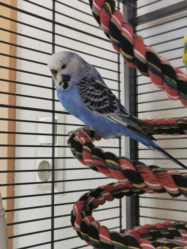 Wellensittich-Bild: Ein riesen Erfolg heute =) Blue hat das erste mal aus der Hand gefressen =) =) auf die Hand wollte sie zwar noch nicht aber wir sind super glücklich, dass sie sich zu uns getraut hat und hoffen auf weitere Erfolge =) 