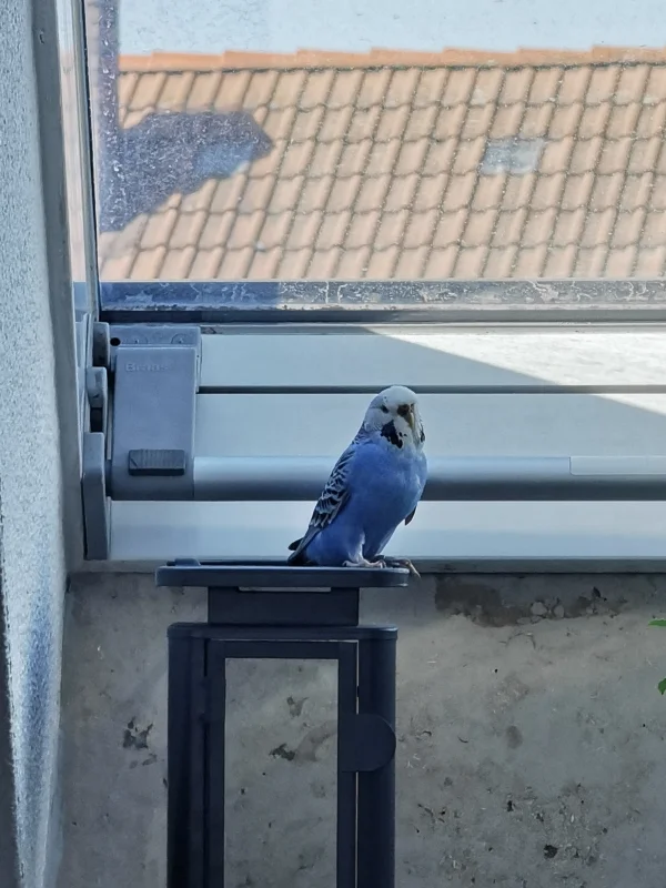 Wellensittich-Bild: Der erste Freiflug. Am Anfang war es etwas chaotisch aber dann ging es recht gut =) Dort saß sie eine Weile und hat rausgeschaut =)
PS: Wird mal wieder Zeit das ich Fenster putze :-D 