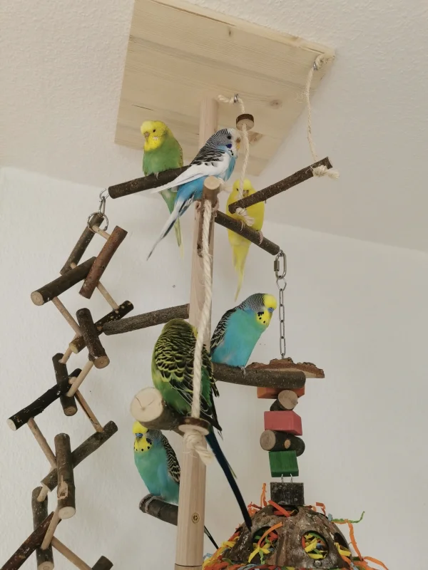Wellensittich-Bild: Alle sechs Plüschis zusammen. Es wird zusammen gezwitschert und geruht :) Sogar unser Neuzugang Feh ist dabei :)