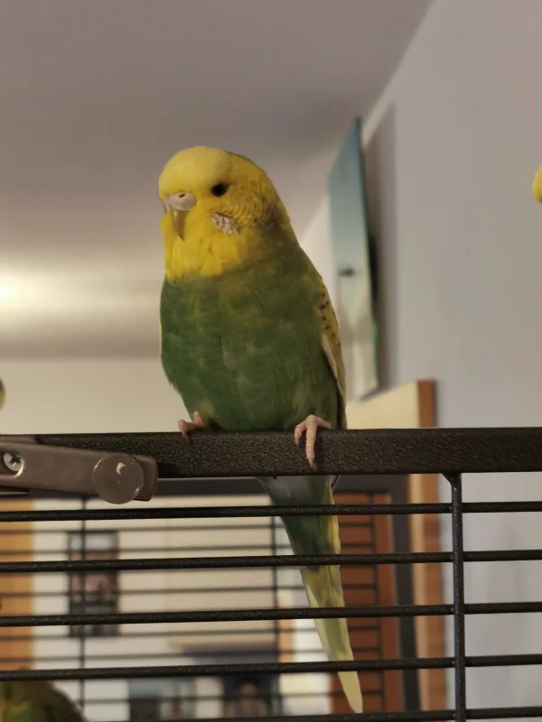Wellensittich-Bild: Die hübsche Piper ist die Herzensdame von unserem Maxi geworden =) 
Willkommen in unserer Familie! 